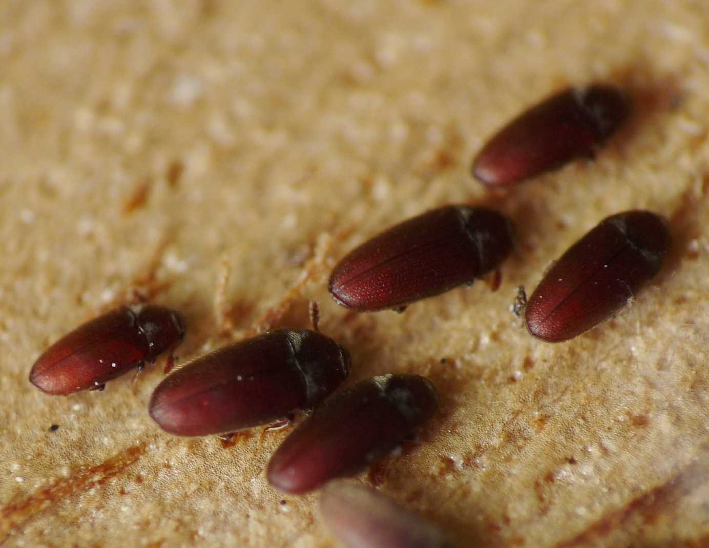 Elateridae piccolissimi. No, Throscidae